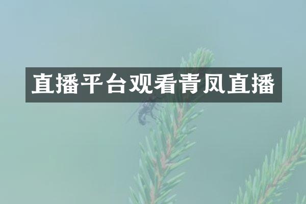 直播平台观看青凤直播