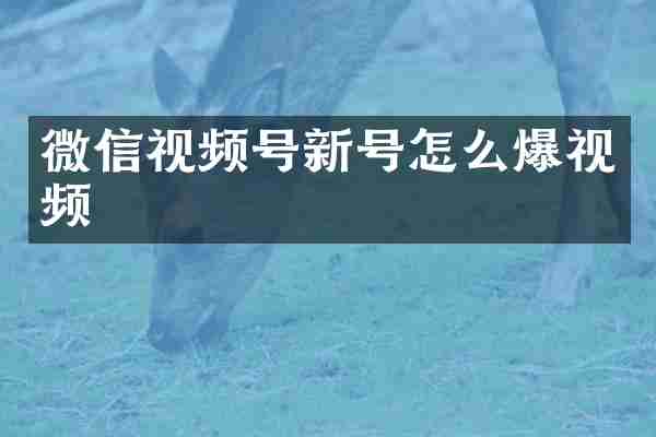 微信视频号新号怎么爆视频