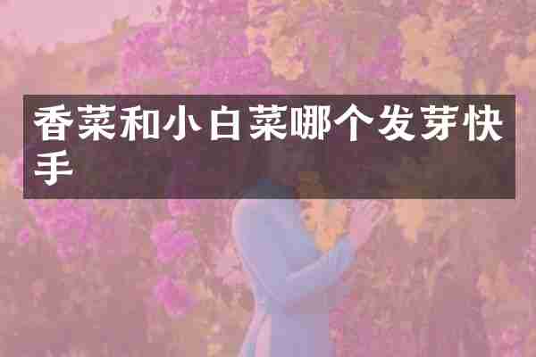 香菜和小白菜哪个发芽快手