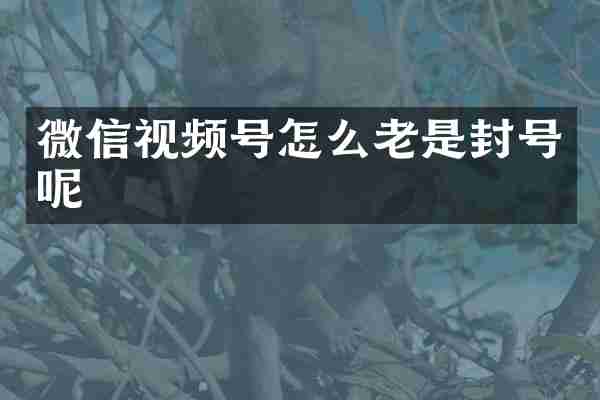 微信视频号怎么老是封号呢