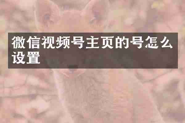 微信视频号主页的号怎么设置