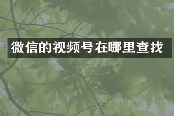 微信的视频号在哪里查找