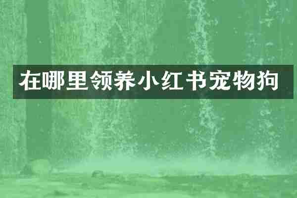 在哪里领养小红书宠物狗