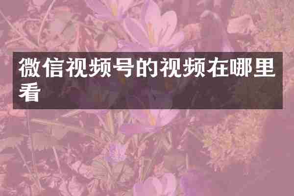 微信视频号的视频在哪里看
