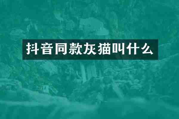 抖音同款灰猫叫什么