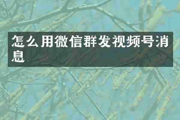 怎么用微信群发视频号消息