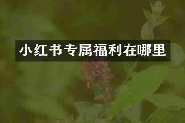 小红书专属福利在哪里