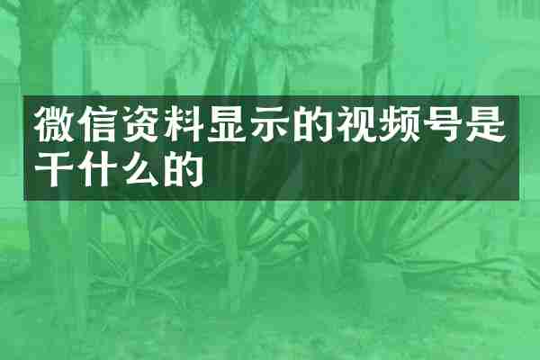微信资料显示的视频号是干什么的