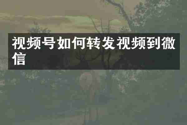 视频号如何转发视频到微信