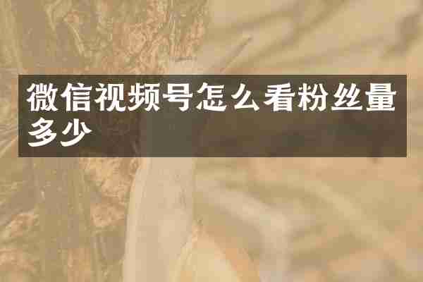 微信视频号怎么看粉丝量多少