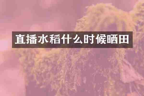 直播水稻什么时候晒田