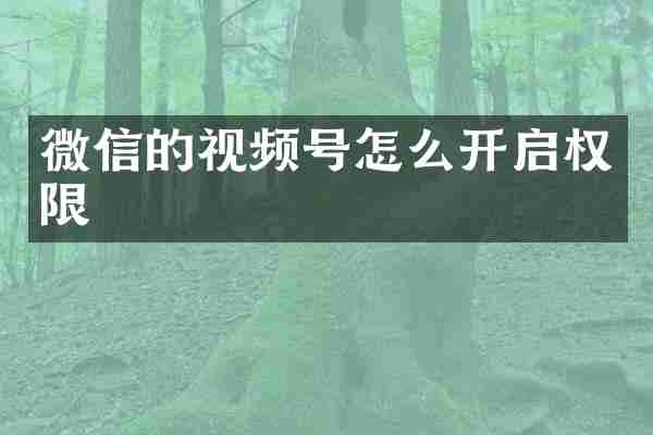 微信的视频号怎么开启权限