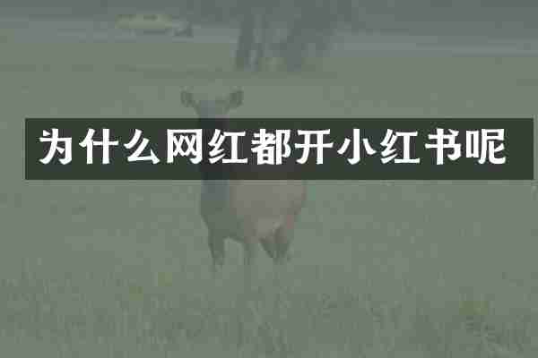 为什么网红都开小红书呢