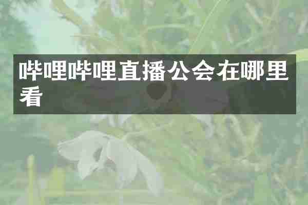 哔哩哔哩直播公会在哪里看