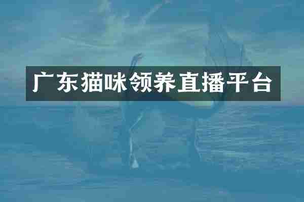 广东猫咪领养直播平台