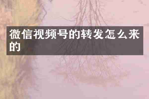 微信视频号的转发怎么来的