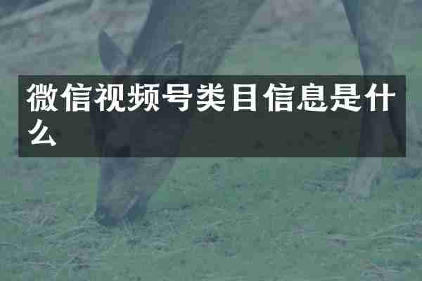 微信视频号类目信息是什么