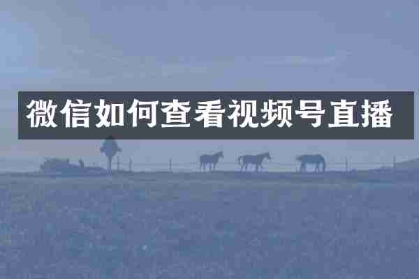 微信如何查看视频号直播