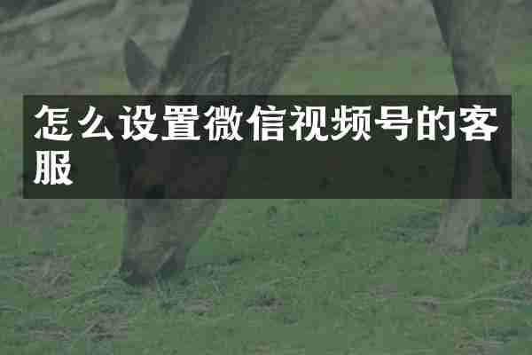 怎么设置微信视频号的客服